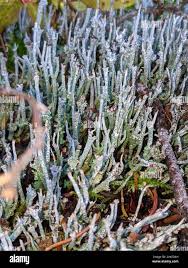 Attēlu rezultāti vaicājumam “Cladonia cornuta”