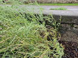 Attēlu rezultāti vaicājumam “Atriplex littoralis leaf”