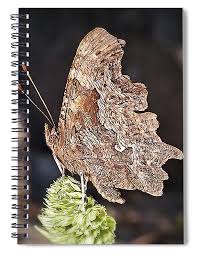 Attēlu rezultāti vaicājumam “Polygonia c-album”