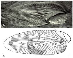 Attēlu rezultāti vaicājumam “Blattoptera”