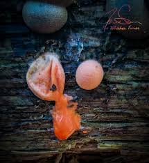 Attēlu rezultāti vaicājumam “Lycogala melleum sessile”