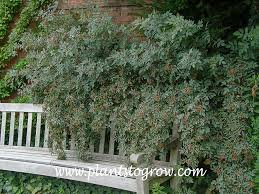 Attēlu rezultāti vaicājumam “Rosa glauca leaf”
