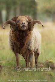 Attēlu rezultāti vaicājumam “Ovis aries”