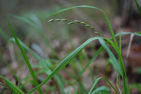 Attēlu rezultāti vaicājumam “Melica nutans”