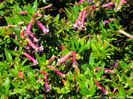 Image result for Cuphea ignea