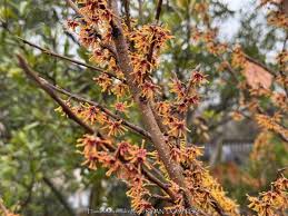 Attēlu rezultāti vaicājumam “Hamamelis vernalis”