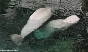 Image result for Delphinapterus leucas