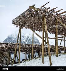 Image result for Arctogadus glacialis