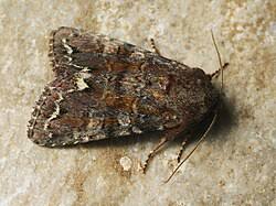 Attēlu rezultāti vaicājumam “Ceramica pisi”