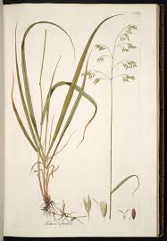 Attēlu rezultāti vaicājumam “Festuca altissima”