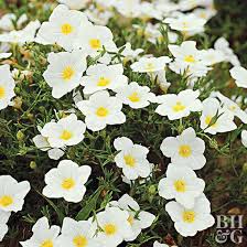 Image result for Nierembergia