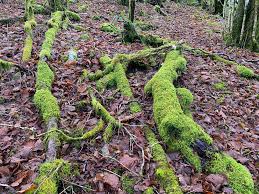 Attēlu rezultāti vaicājumam “Isothecium myosuroides”