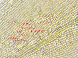 Attēlu rezultāti vaicājumam “Rhynchostegiella tenella”