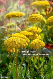 Image result for Achillea filipendulina