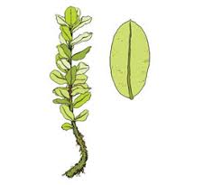 Attēlu rezultāti vaicājumam “Pseudobryum cinclidioides”