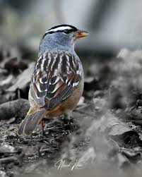 Image result for Zonotrichia leucophrys