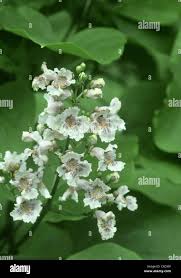 Attēlu rezultāti vaicājumam “Catalpa ovata flower”