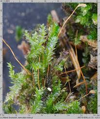 Attēlu rezultāti vaicājumam “Plagiothecium laetum”