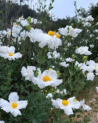 Image result for Romneya coulteri
