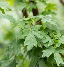 Attēlu rezultāti vaicājumam “Acer campestre leaf”