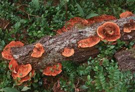 Attēlu rezultāti vaicājumam “Inonotus rheades”