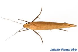 Attēlu rezultāti vaicājumam “Ypsolophidae”