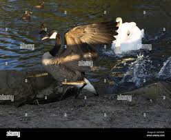 Attēlu rezultāti vaicājumam “Branta canadensis adult”