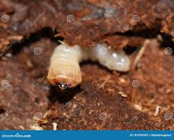 Attēlu rezultāti vaicājumam “Cerambycidae larva”