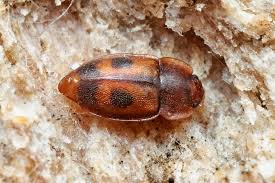 Attēlu rezultāti vaicājumam “Epuraea sp.”