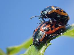 Attēlu rezultāti vaicājumam “Chrysomela vigintipunctata”