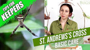 Image result for st andrews cross spider