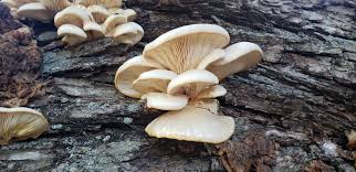 Attēlu rezultāti vaicājumam “Lentinellus ursinus”