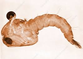 Attēlu rezultāti vaicājumam “pupa”