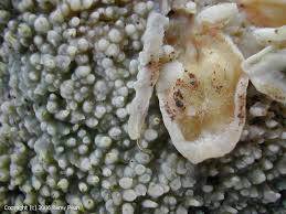 Attēlu rezultāti vaicājumam “Sebacina incrustans”