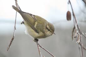 Image result for Phylloscopus humei