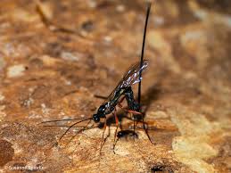 Attēlu rezultāti vaicājumam “Ichneumonidae”