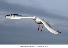 Attēlu rezultāti vaicājumam “Larus ridibundus adult”