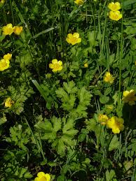Attēlu rezultāti vaicājumam “Ranunculus cassubicus leaf”