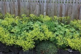 Attēlu rezultāti vaicājumam “Perizoma alchemilla”