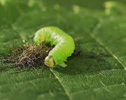 Attēlu rezultāti vaicājumam “Pristiphora maesta larva”