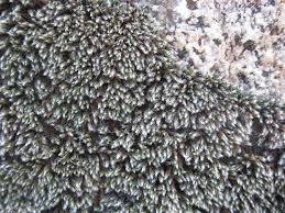 Attēlu rezultāti vaicājumam “Grimmia muehlenbeckii”