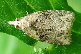 Attēlu rezultāti vaicājumam “Capua vulgana”