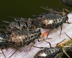 Attēlu rezultāti vaicājumam “Uroleucon cirsii”