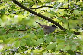 Attēlu rezultāti vaicājumam “Sylvia atricapilla male”