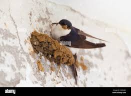 Attēlu rezultāti vaicājumam “Delichon urbicum nest”