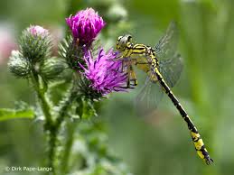 Attēlu rezultāti vaicājumam “Gomphus flavipes”