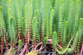 Attēlu rezultāti vaicājumam “Hippuris vulgaris”