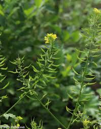 Attēlu rezultāti vaicājumam “Sinapis alba leaf”