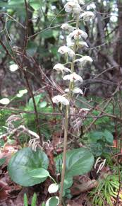 Attēlu rezultāti vaicājumam “Pyrola rotundifolia fruit”