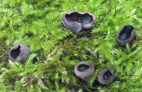 Attēlu rezultāti vaicājumam “Ionomidotis irregularis”